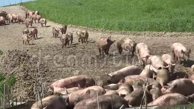 养猪场有很多猪